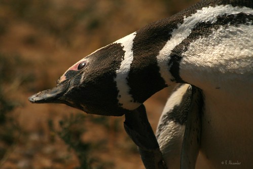 Magellanic penguin in Argentina by Kalexander2010