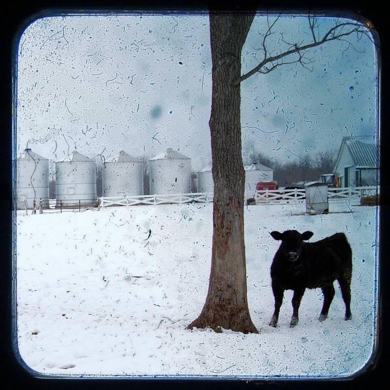 Calf in the Snow