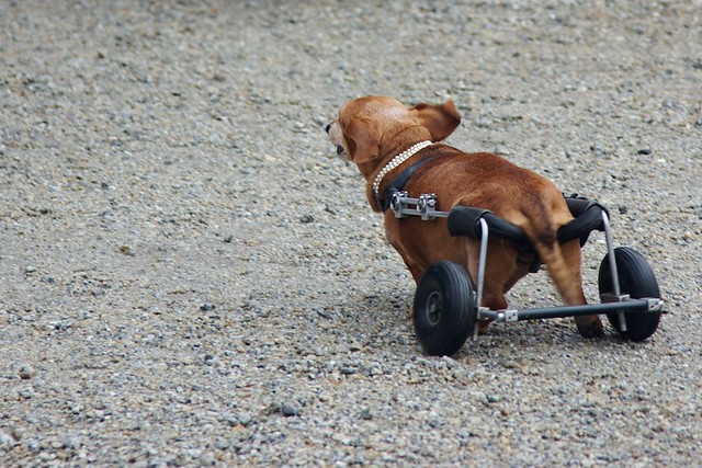 dachshund with wheels