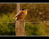 Pájaro Carpintero amarillo