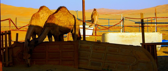 Camel farm in Liwa Desert