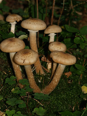 Pilze Fungi Mushrooms Chamignions