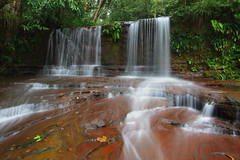 Lambir Hills National Park, Sarawak, Malaysia