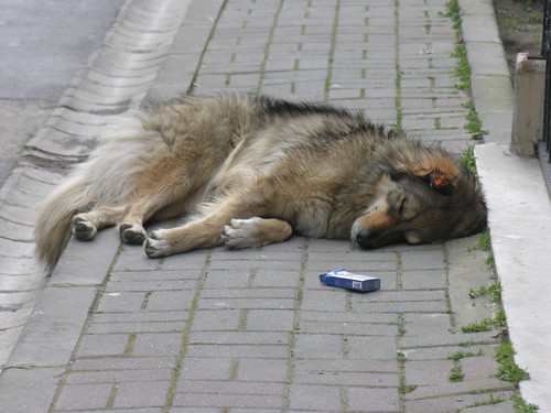 Istanbul dog after the night party