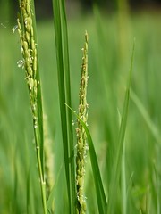 True grasses / Poaceae
