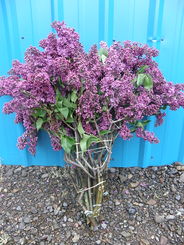 bush lilac