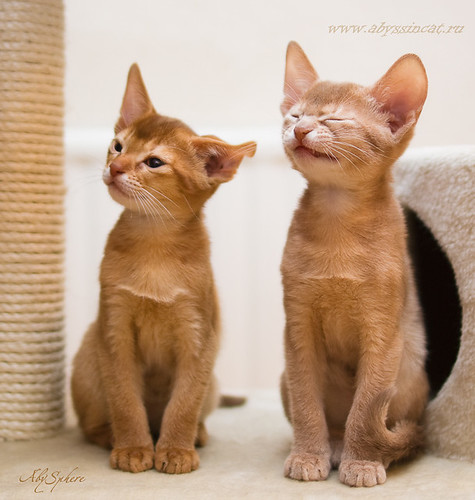 Strange couple (funny abyssinians) by Abysphere