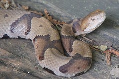 snakes/amphibians