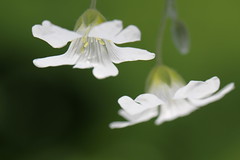 weiße blüten