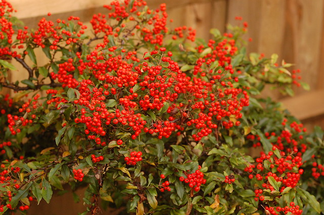 A Pyracantha bush, laden with berries