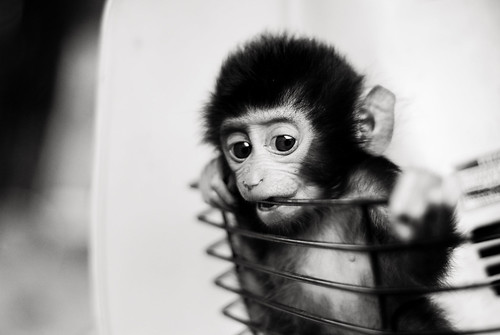 baby monkey pictures