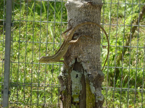 Changeable lizard (Calotes versicolor)