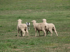 ACT National Sheepdog Trials 2010