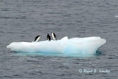 Antarctica wildlife 2010