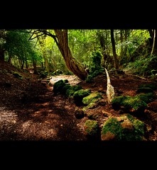 " PUZZLE WOOD ~ THE FOREST OF DEAN "
