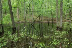 Swamps and Wetlands, Alabama