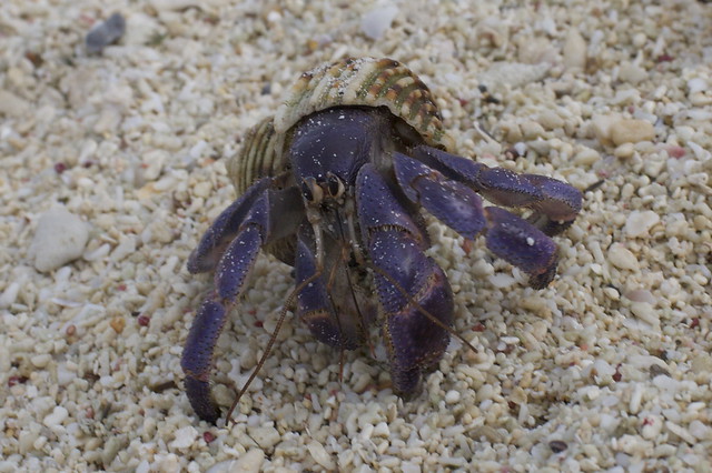 Hermit crabs on the beach at Minna-jima, Okinawa Japan - 01