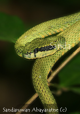 Sri Lankan Green Pit Viper Flickr - Photo Sharing!