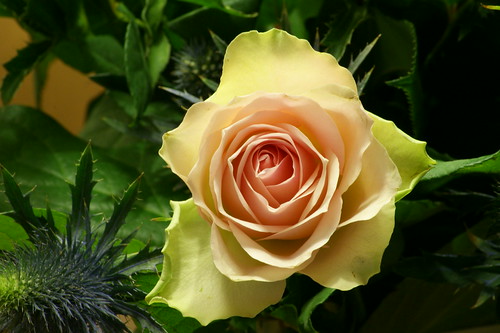 Beautifull valentine rose - 無料写真検索fotoq