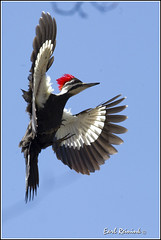 Woodpecker (Pileated)