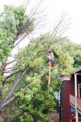 Tree removal 4.28.10