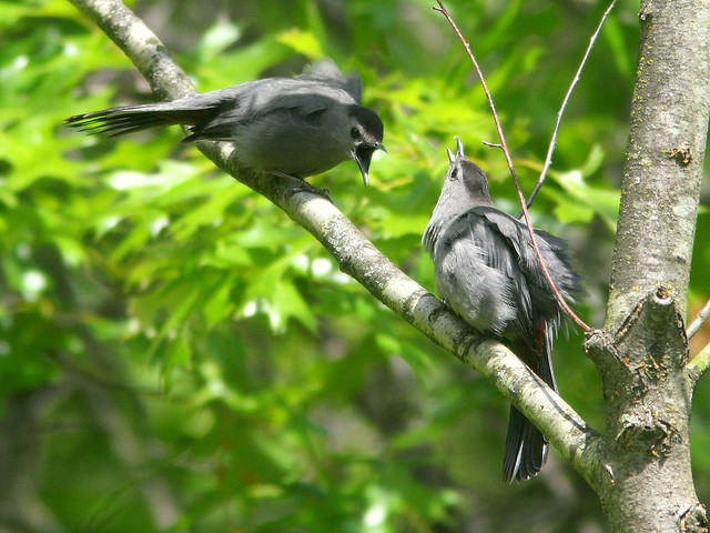 Gray Catbirds displaying 2-20100516