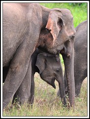 SriLanka April 2010 Asian Elephants