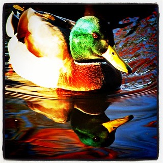 Instagram
Duck