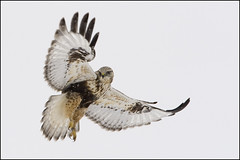 Hawk (Rough-legged)