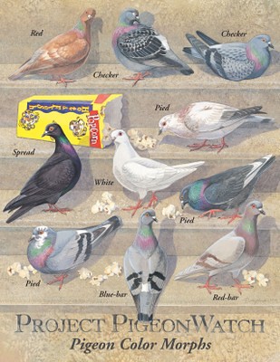 pigeon color morphs