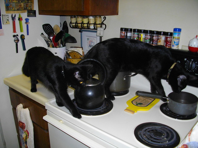 Image result for cats on the stove