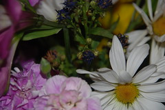 2010.03.16; Flowers