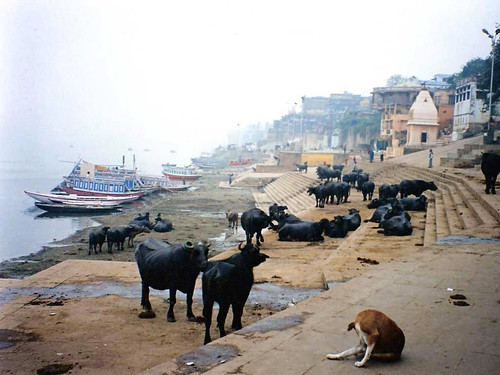 Varanasi Ghats and Water Buffalo