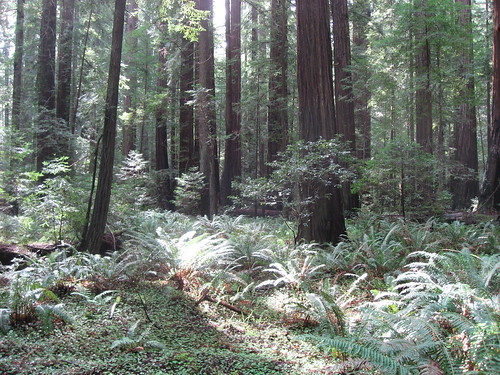 Glade in Redwood Forest