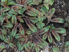 Mosses, Liverworts, and Hornworts (Bryophytes)