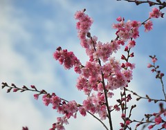 Spring Tree Blossoms 2010