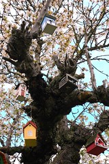 Old Cherry Tree, U District, Seattle, Washington, USA