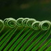 Nature's Pattern Matching: Young fronds of a Cycas