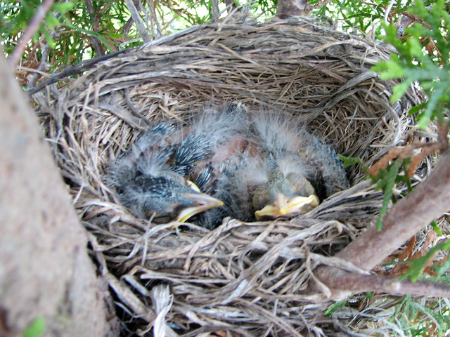 American Robin babies