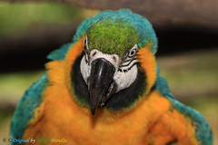 Arara-canindé, Arara-de-barriga-amarela, Arari, Arara-amarela, Arara-azul-e-amarela, Araraí e Canindé (Ara ararauna) - Blue-and-yellow Macaw.