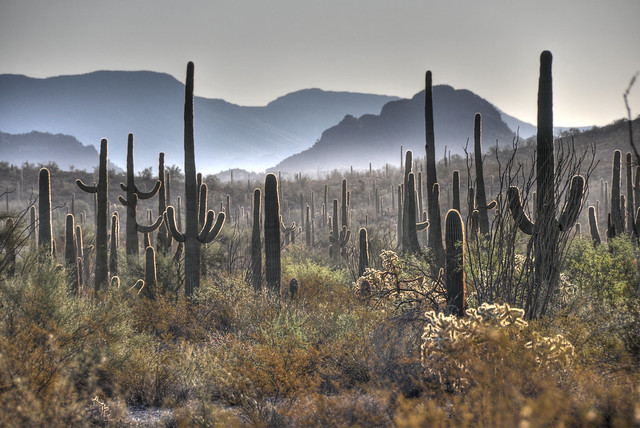 Saguaros in the early morning at Organ Pipe Cactus National Monument Arizona