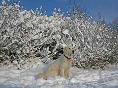 Ditte in the snow
