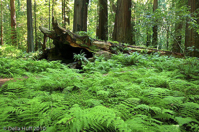 Redwood Magic: Humboldt County, California