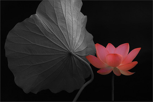 Red Lotus Flower - IMG_8591-red-1000