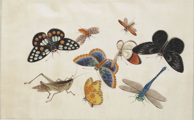 gorgeous watercolour drawing of insects