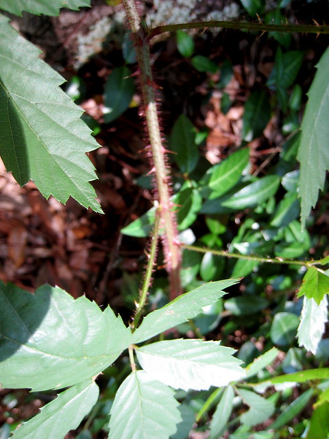 Red hairy stem