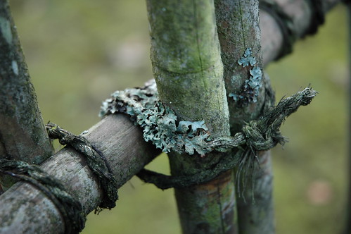 Lichen slowly making itself at home, twine, bamboo fence, Wedgwood, Seattle, Washington, USA by Wonderlane