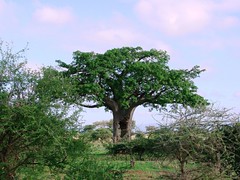 Tanzania - Tarangire National Park