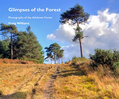 Blurb Books: Glimpses of the Forest