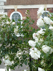 Gardens - Roses